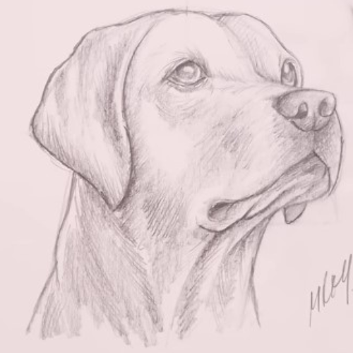 dog Sketch